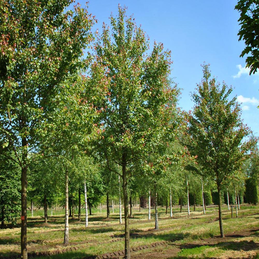 Plant Me Green 5 gal. Summer Red Deciduous Maple Tree