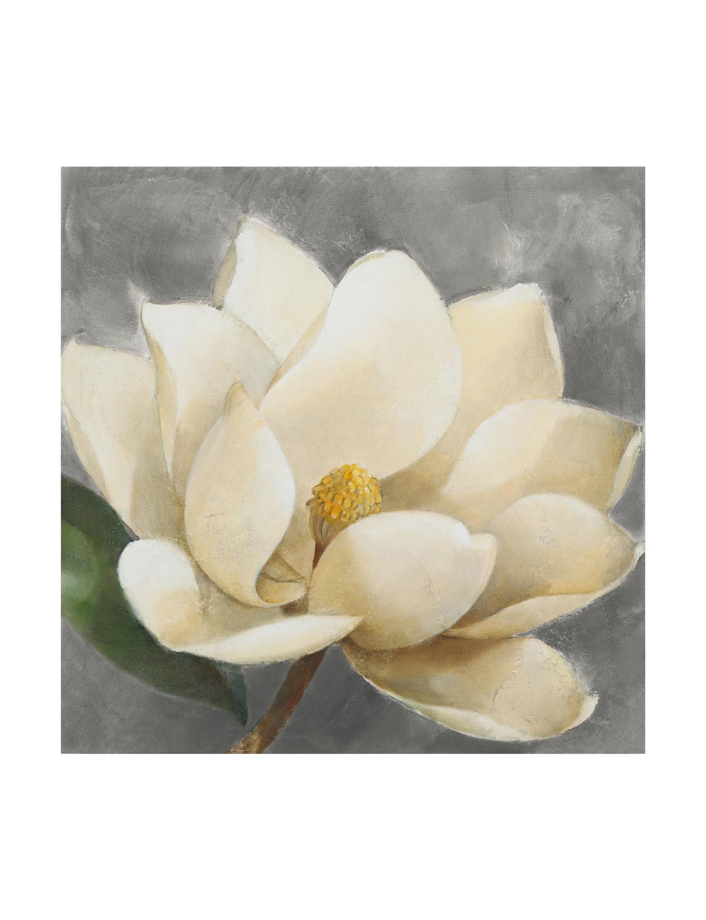 Trademark Fine Art Magnolia Blossom on Gray Canvas Art by Albena Hristova, Gray