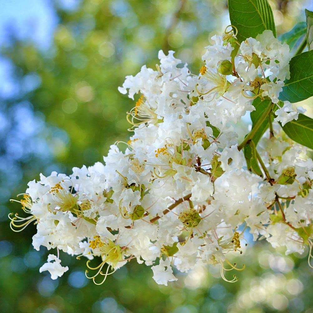 Plant Me Green 3 gal. Natchez White Crape Myrtle