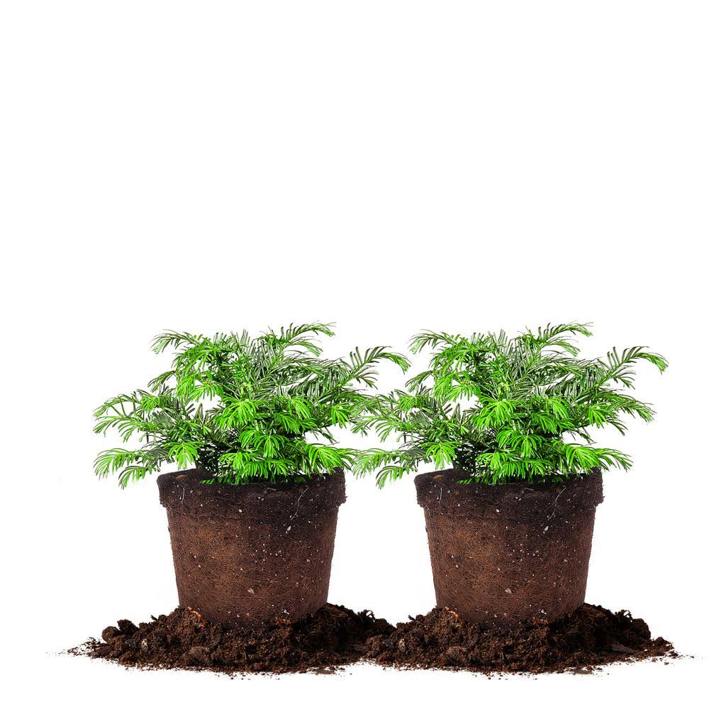 Perfect Plants Nursery #3 Spreading Yew Shrub (2-Pack)