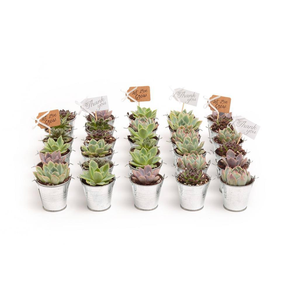 The Succulent Source 2 in. Wedding Event Rosette Succulents Plant with Tin Metal Pails and Thank You Tags (60-Pack)