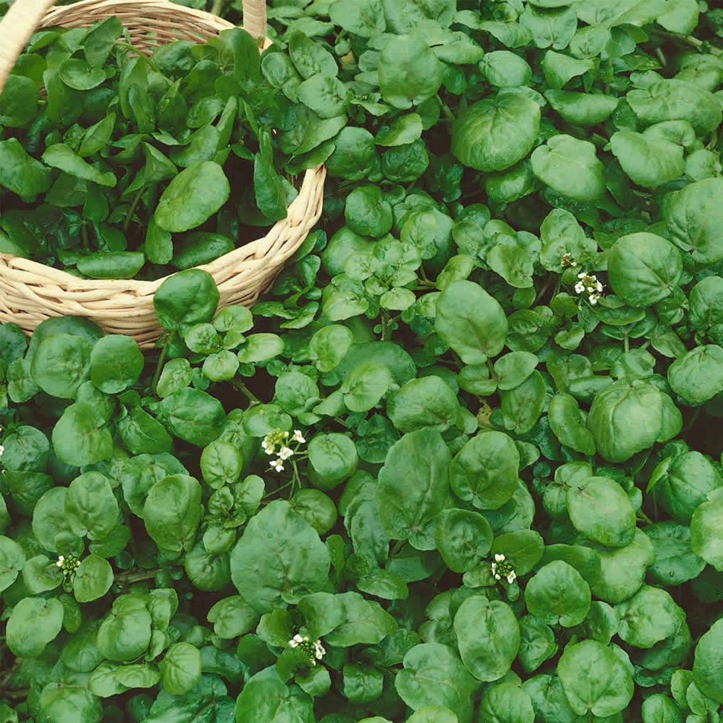 Seeds: Watercress Garden-4 Oz-Non-GMO Heirloom Vegetable Gardening