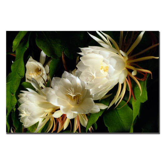 Trademark Fine Art Kurt Shaffer Night Blooming Cereus Canvas Art