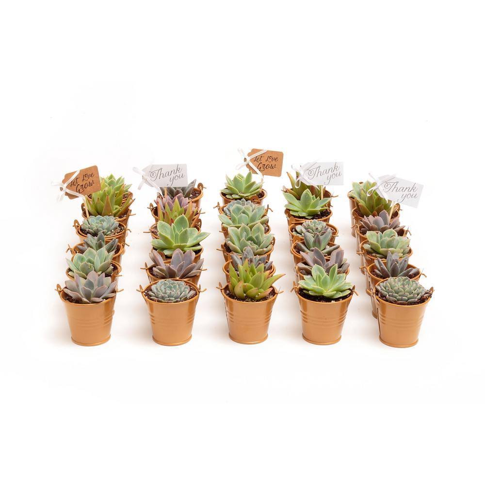 The Succulent Source 2 in. Wedding Event Rosette Succulents Plant with Caramel Metal Pails and Thank You Tags (80-Pack)